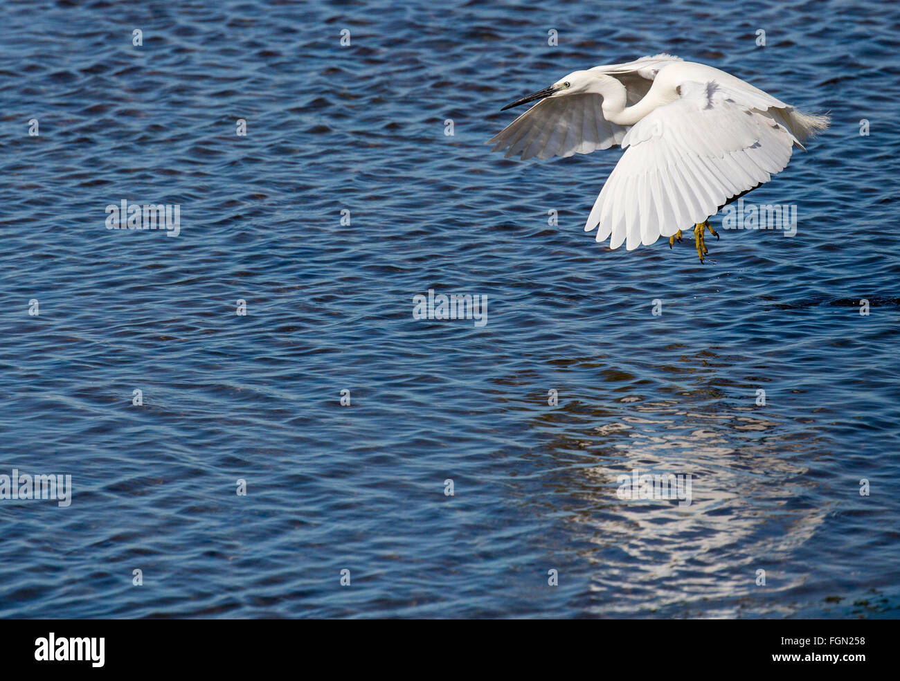 Seidenreiher, Egretta Garzetta, im Flug über der Lagune, Quinta de Marim, natürlichen Park Ria Formosa, Algarve, Portugal Stockfoto