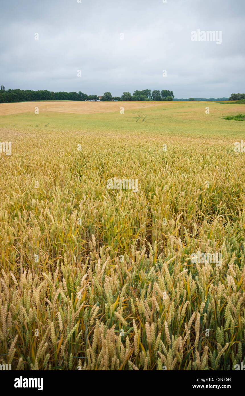 Belgische Landschaft mit Getreidefeld Stockfoto