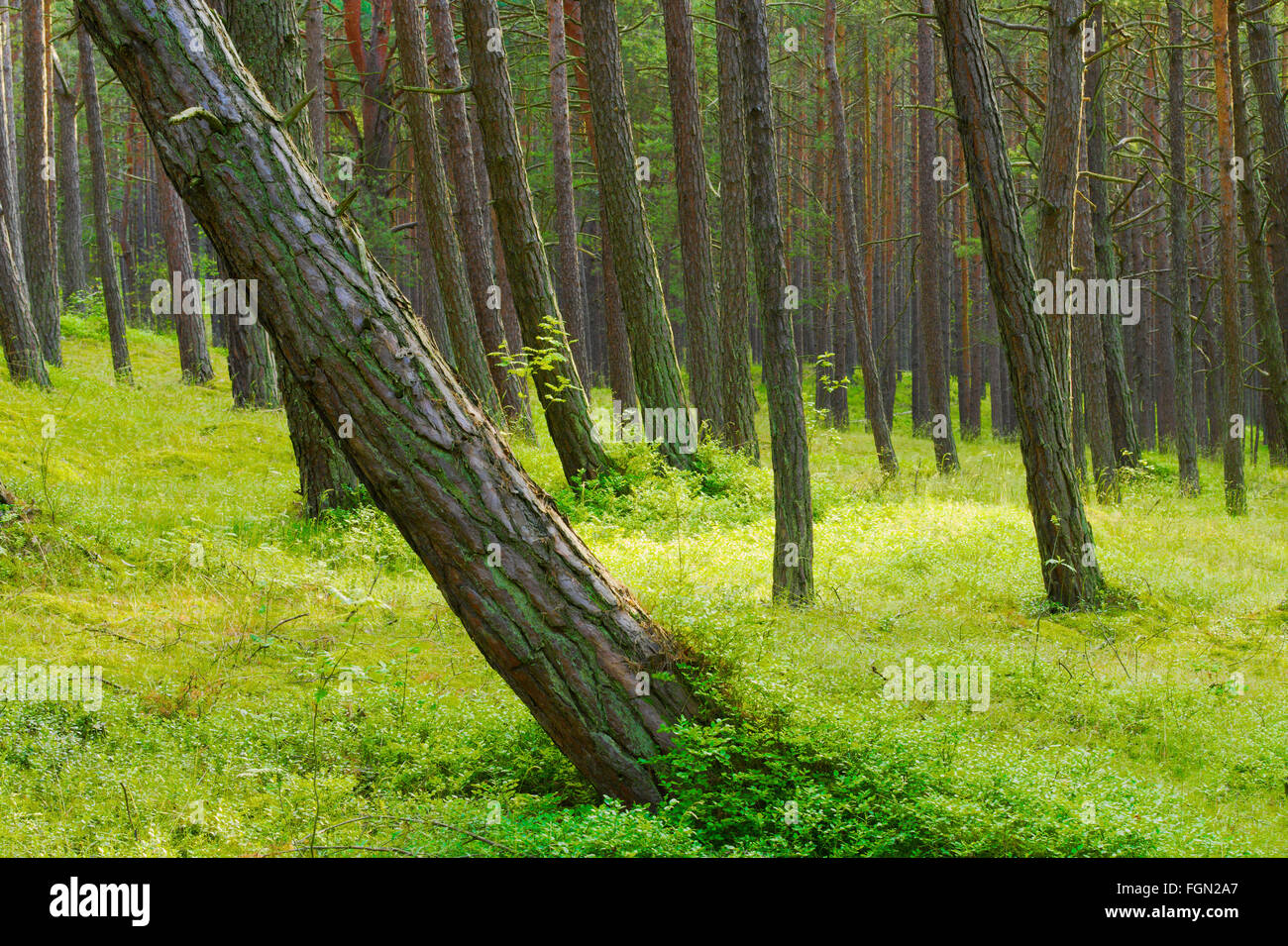 Kiefernwald wächst auf Dünen nahe Ostsee-Küste mit einem schiefen Baum im Vordergrund. Pommern, Nordpolen. Stockfoto