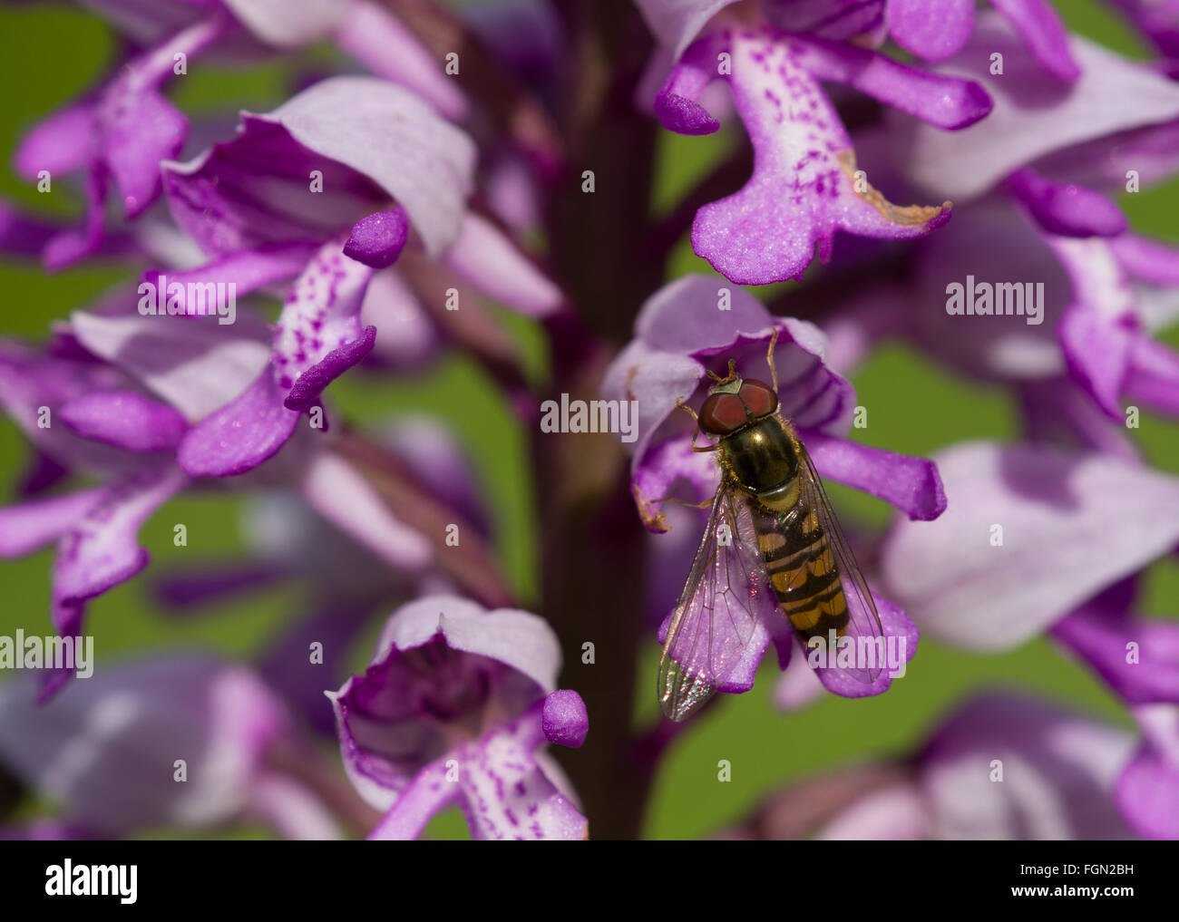 Hoverfly nectaring auf militärische Orchidee (Orchis militaris) in Buckinghamshire, England, Großbritannien, während Mai oder Frühling Stockfoto