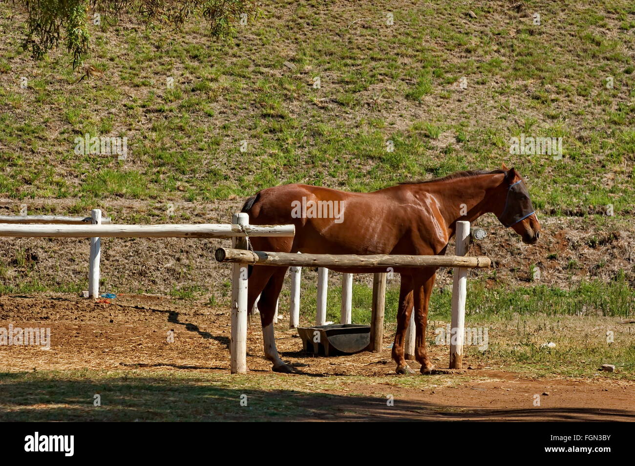 Rennpferd im Garten in Sun City, Südafrika Stockfoto