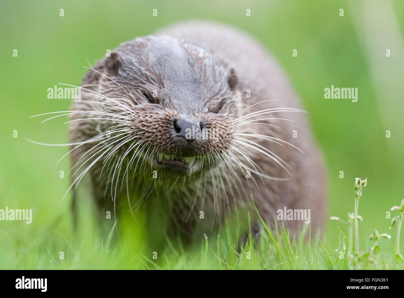 Otter Porträt einer europäischen Fischotter. Erhaltungszustand nahe bedroht Stockfoto