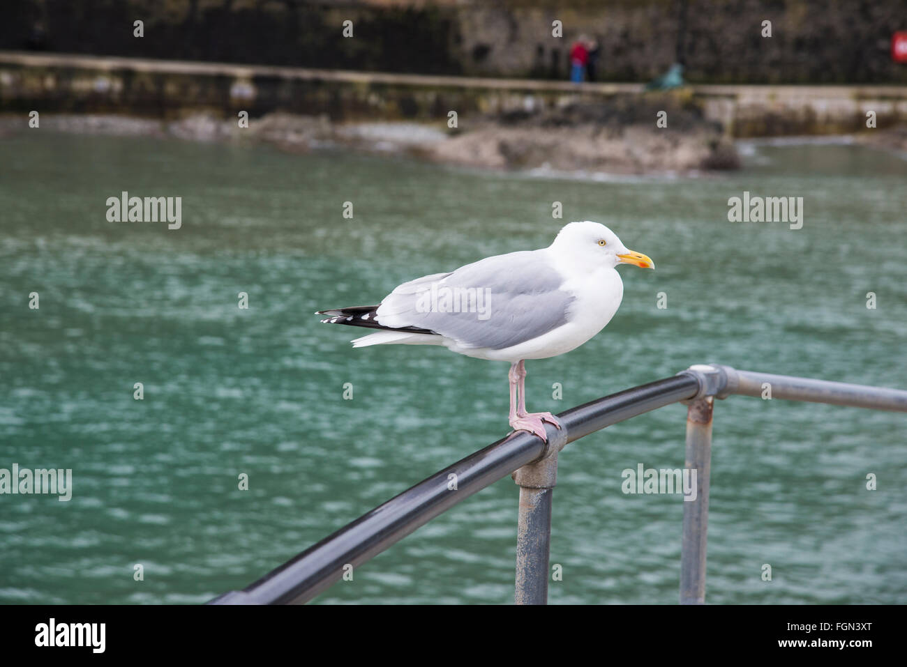 Eine Möwe sitzt auf dem Geländer in Looe, Cornwall. Stockfoto