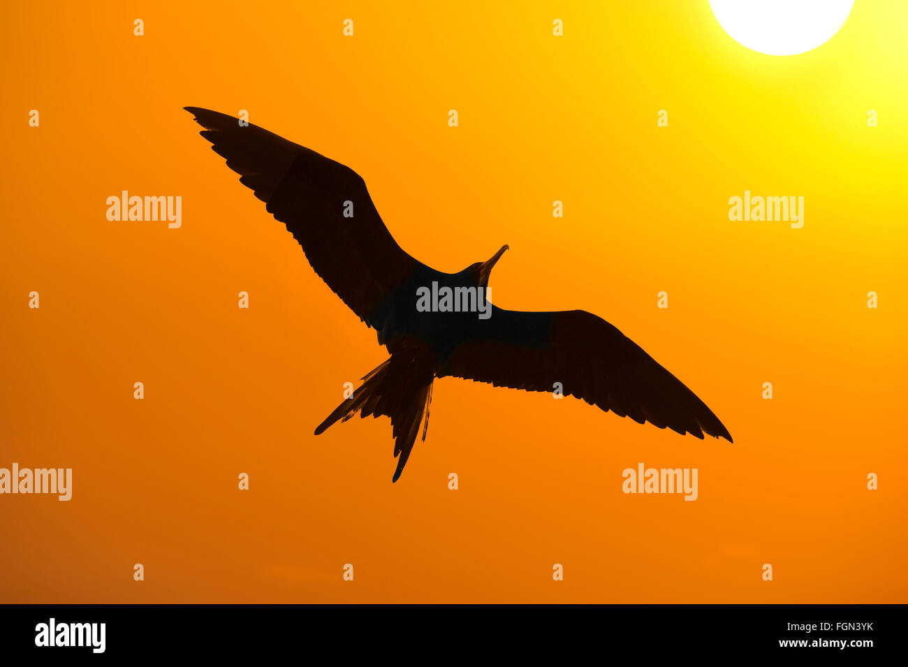 Vogel Silhouette Ist Eine Nahaufnahme Detaillierte Silhouette Eines Vogels Mit Einer Orangefarbenen Himmel Fliegen Und Gluhende Sonne Strahlend Im Hintergrund Stockfotografie Alamy