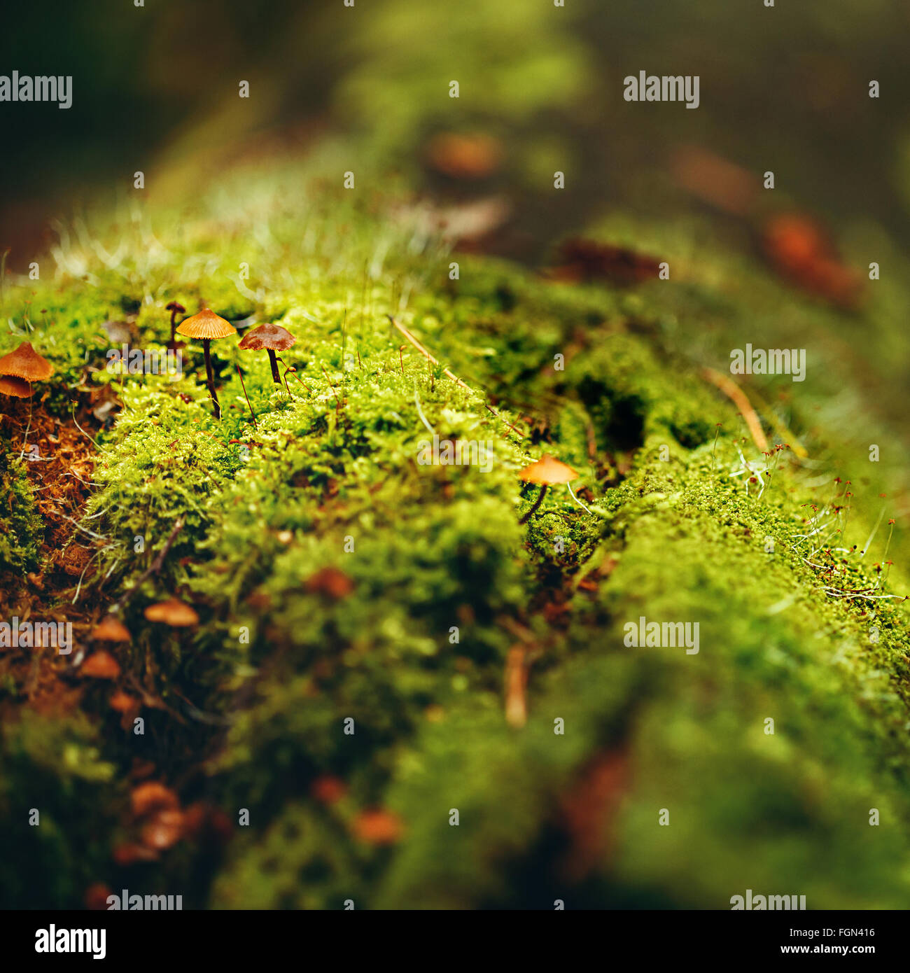 Natur-Hintergrund. Moos nahe Ansicht mit kleinen Pilzen (Fliegenpilz) angebaut. Makro-Details. Selektiven Fokus. Stockfoto