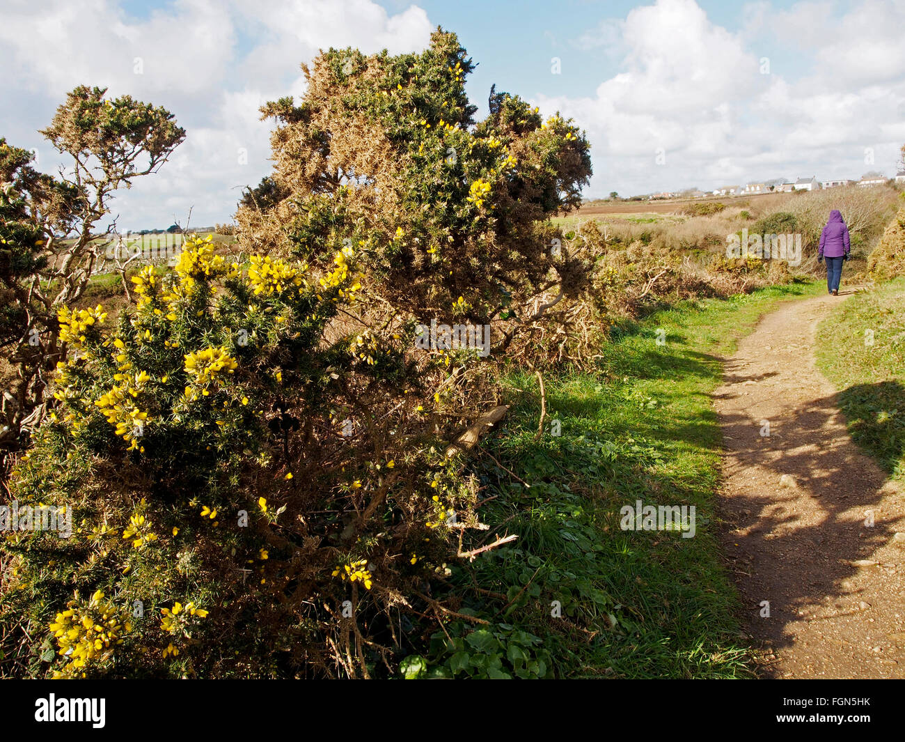 Walker auf dem Felsenweg oberhalb Le Jaonnet zwischen Icart Point und Le Petit Bot, Guernsey im zeitigen Frühjahr. Stockfoto