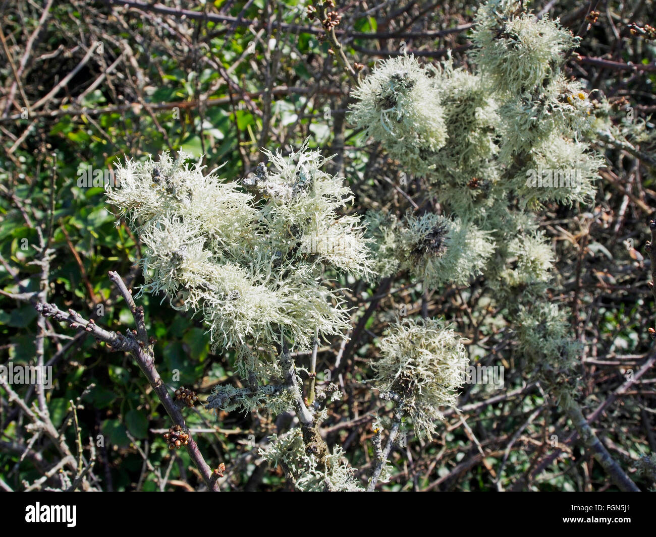 Ramalina Farinacea, eine fruticose Flechten wachsen auf Dornen auf der südlichen Küste Guernsey, Channel Islands Stockfoto
