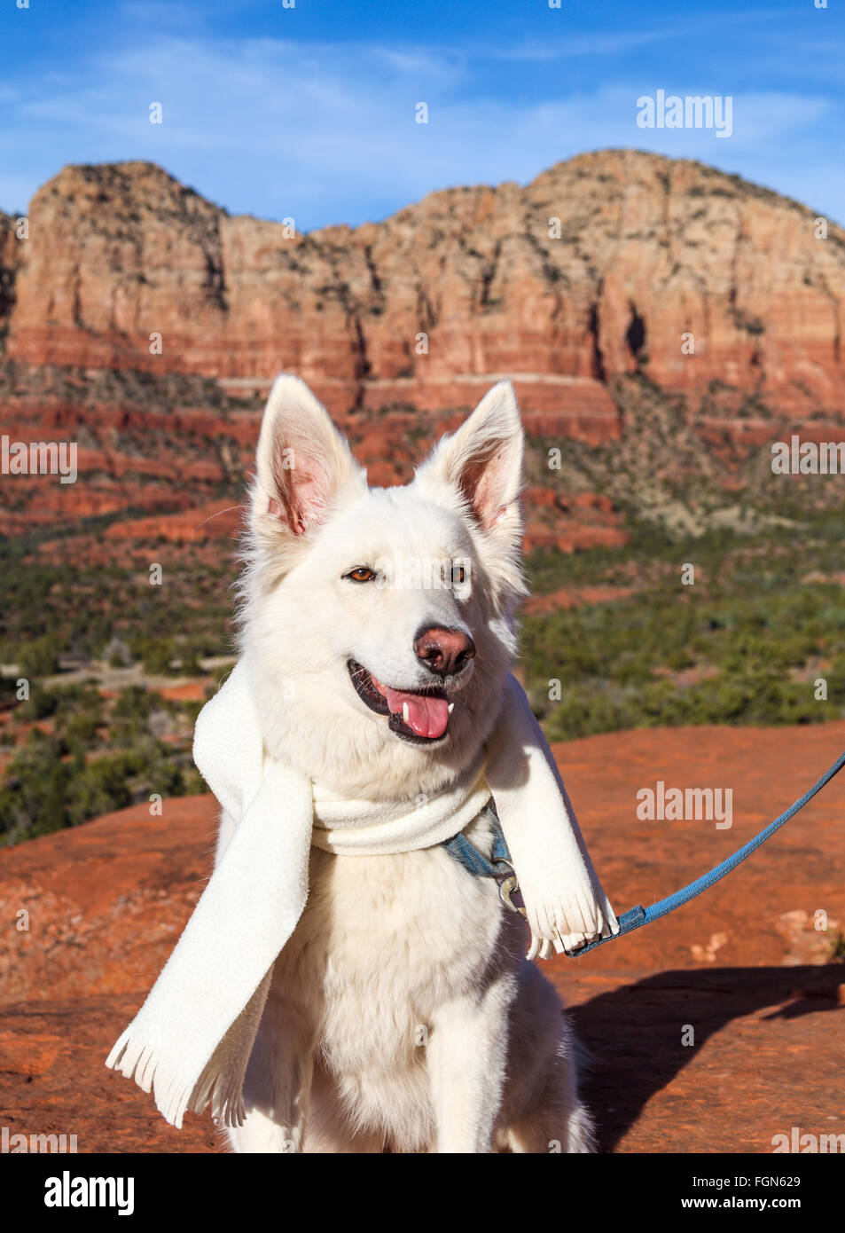 Hund am Aussichtspunkt von der Bell Rock Klettern Spur trägt Schal Stockfoto
