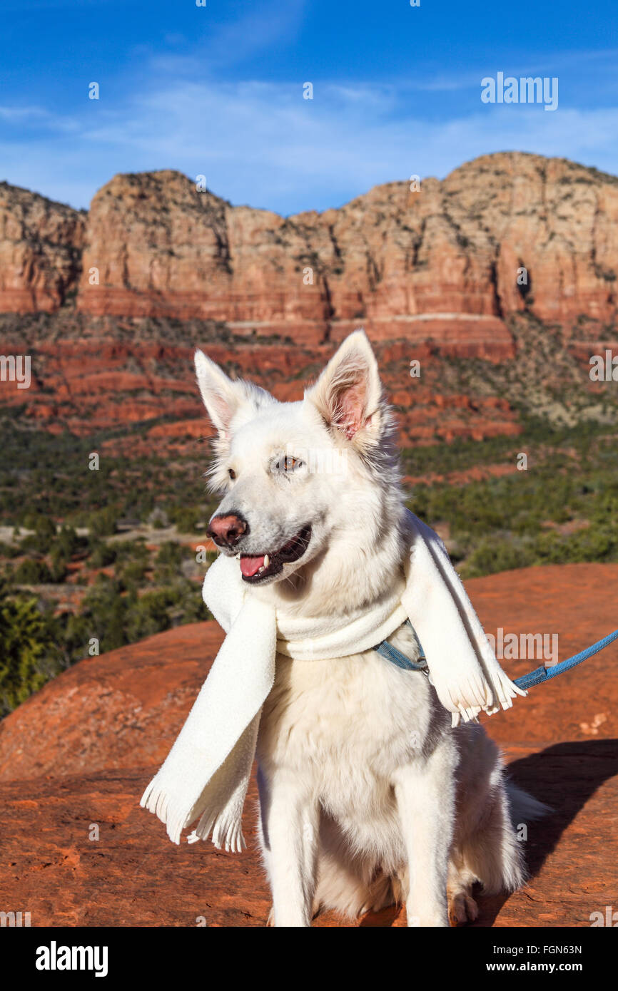 Hund am Aussichtspunkt von der Bell Rock Klettern Spur trägt Schal Stockfoto
