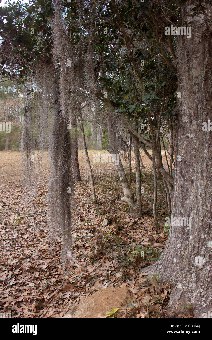 Spanish Moss von Bäumen in einer bewaldeten Gegend von South Louisiana hängen. Stockfoto