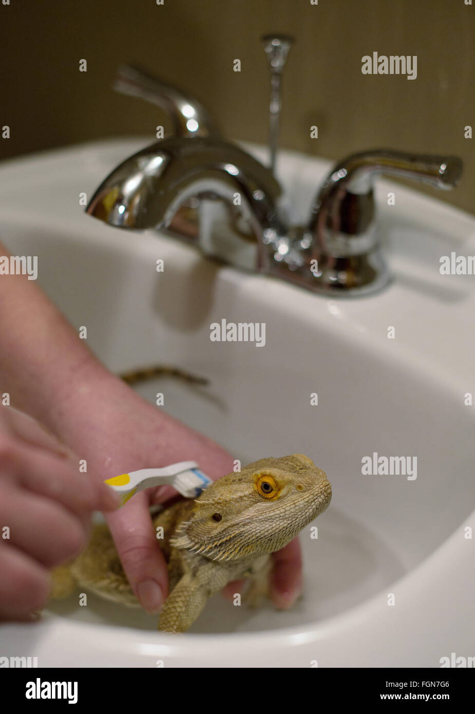 Minneapolis, Minnesota, USA. 21. Februar 2016. Eine Bartagame ist getränkt und sanft geschrubbt um Tote, stecken Haut an gruselig Crawly Animal Rescue, eine neue Rettung Fokussierung auf die Bereitstellung Heiligtum für Schlangen, Echsen, Spinnen und andere Kriechtiere zu entfernen. Es ist das erste seiner Art in Minneapolis, Minnesota, USA, 21. Februar 2016 eröffnen. Bildnachweis: Gina Kelly/Alamy Live-Nachrichten Stockfoto