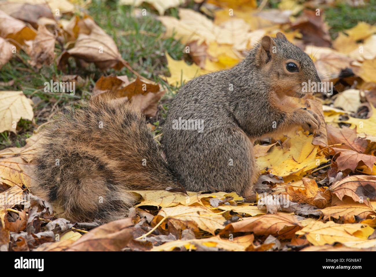 Eastern Fox Eichhörnchen (sciurus Niger) auf Waldboden, essen Nüsse, Eicheln, Herbst, E Nordamerika Stockfoto