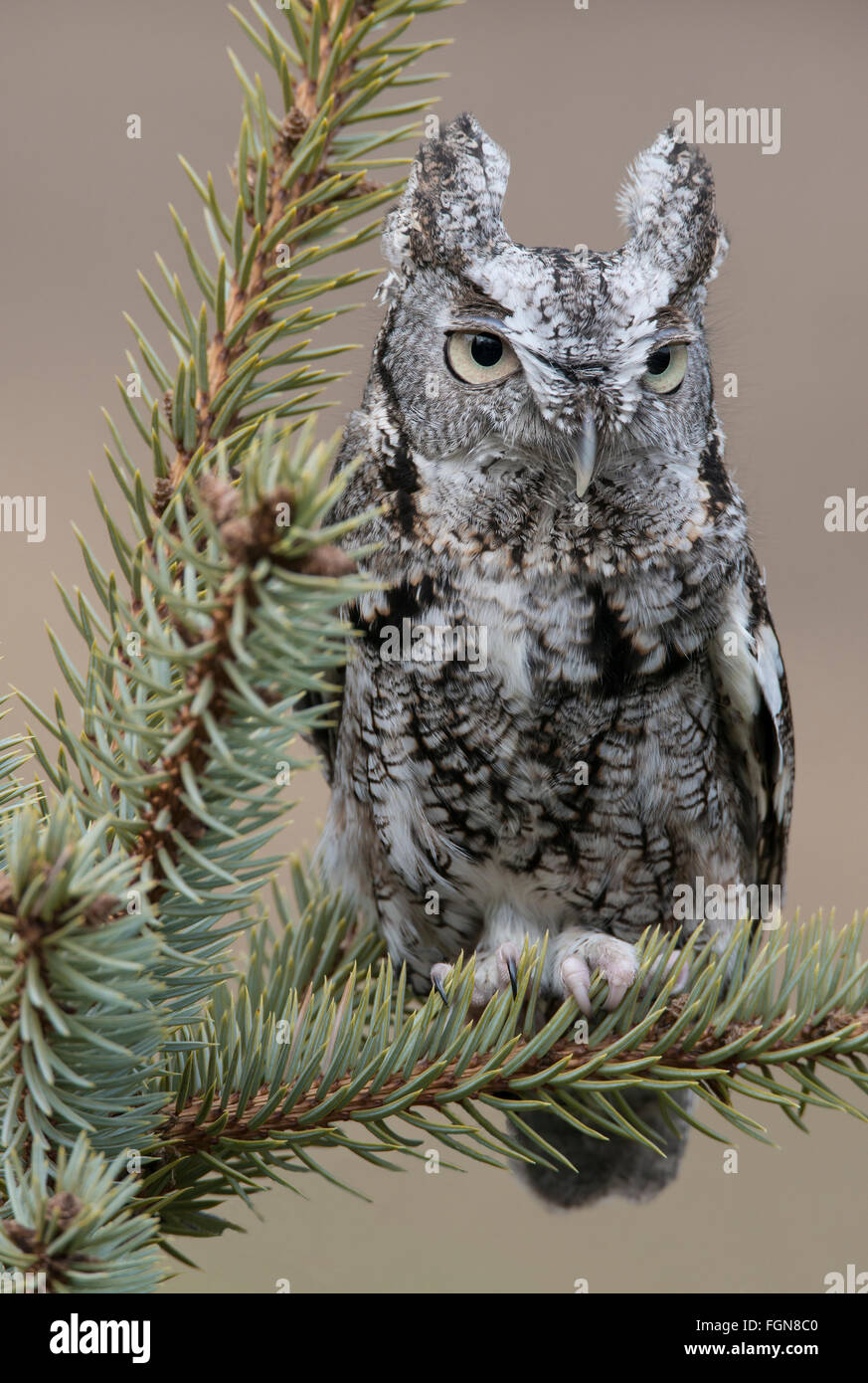 Eastern Grey Screech Owl (Megascos asio), graue Phase, sitzend auf Fichte, Ost-Nordamerika, von Skip Moody/Dembinsky Photo Assoc Stockfoto