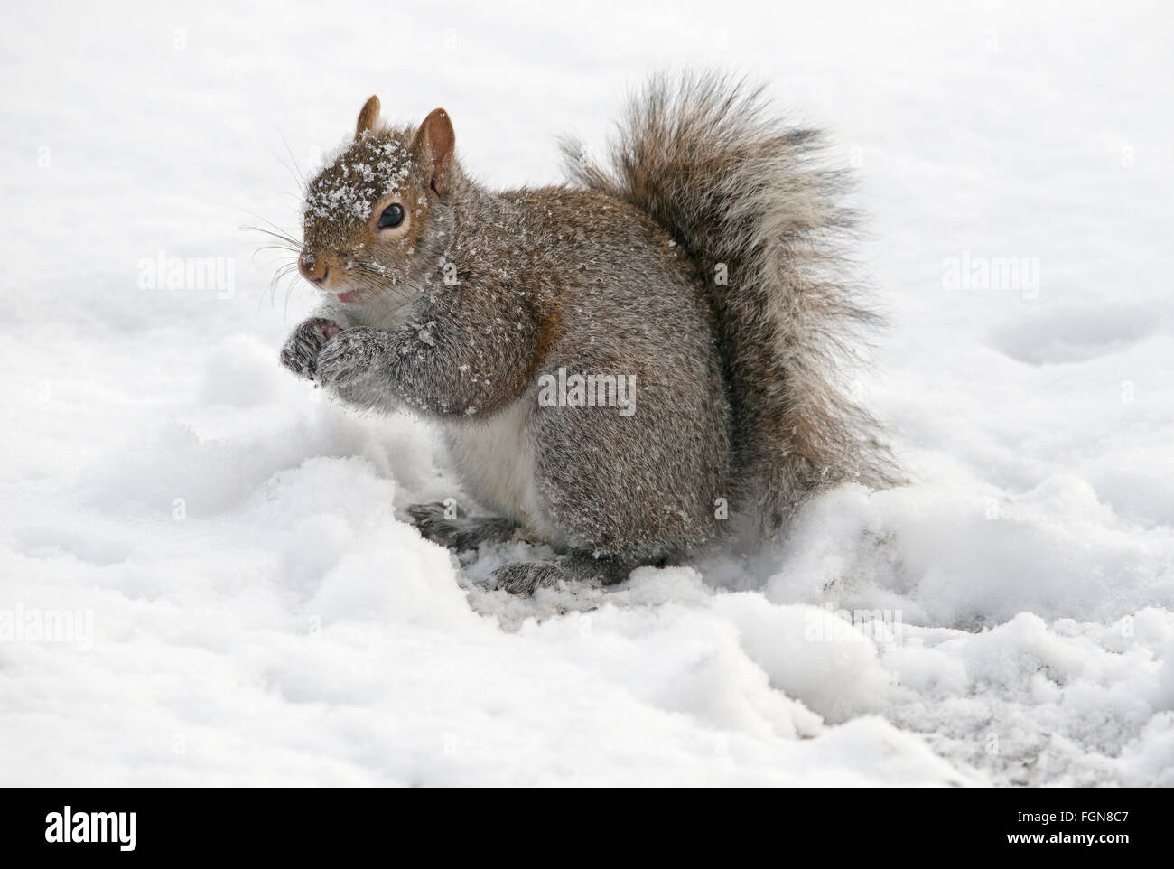 Östliche graue Eichhörnchen (Sciurus Carolinensis) Essen gespeichert Eicheln nach Schneesturm, Michigan USA Stockfoto