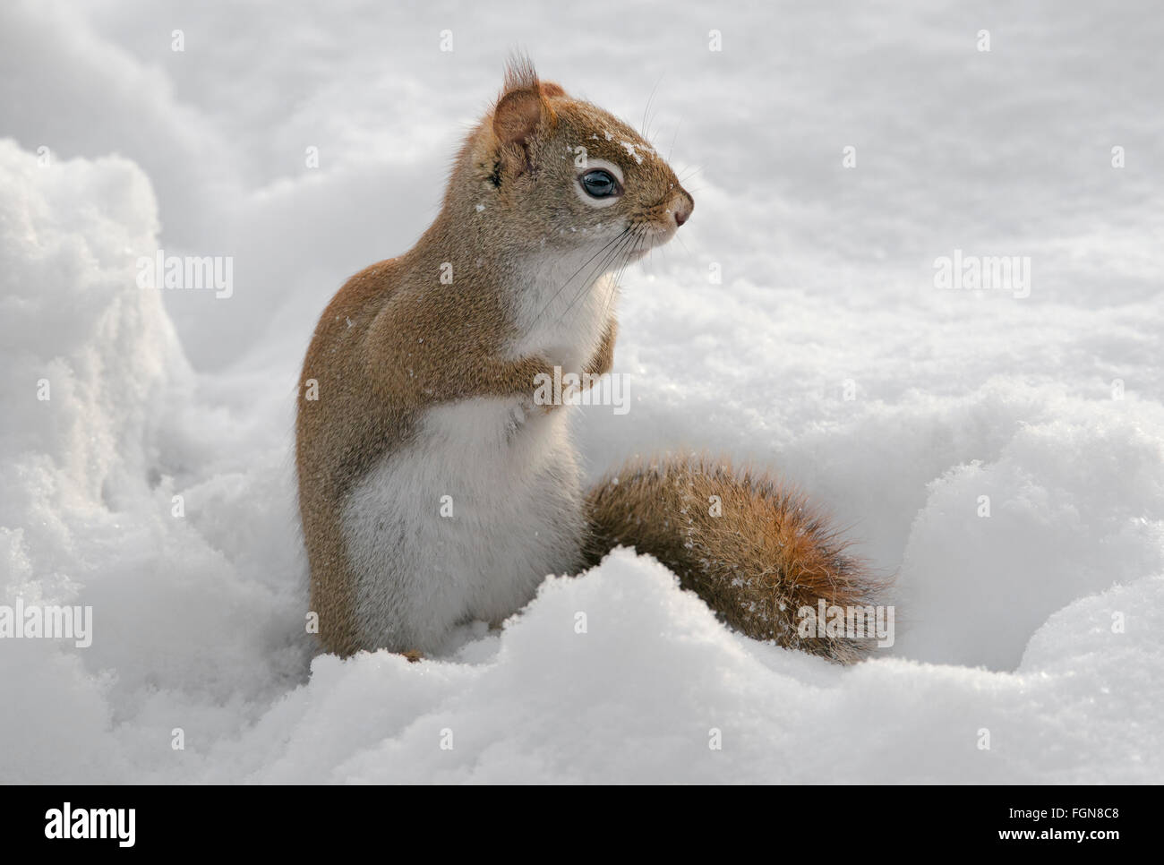 Östlichen Eichhörnchen Jagd nach Nahrung auf Waldboden (Tamiasciurus oder Sciurus Hudsonicus), Winter, E Nordamerika Stockfoto