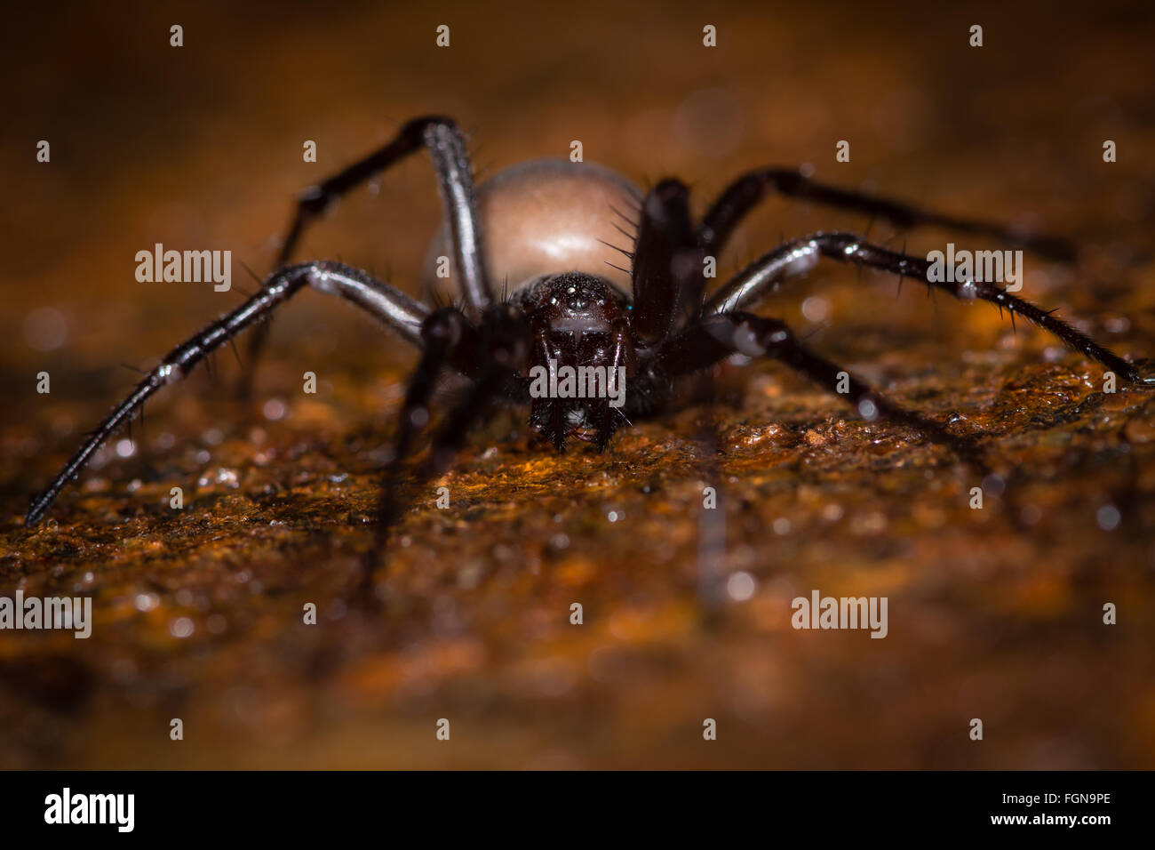 Europäischen cave Spider (Meta Menardi) Reife Frauen in der Familie Tetragnathidae, von vorne gesehen auf einem rostigen Abfluss-cover Stockfoto