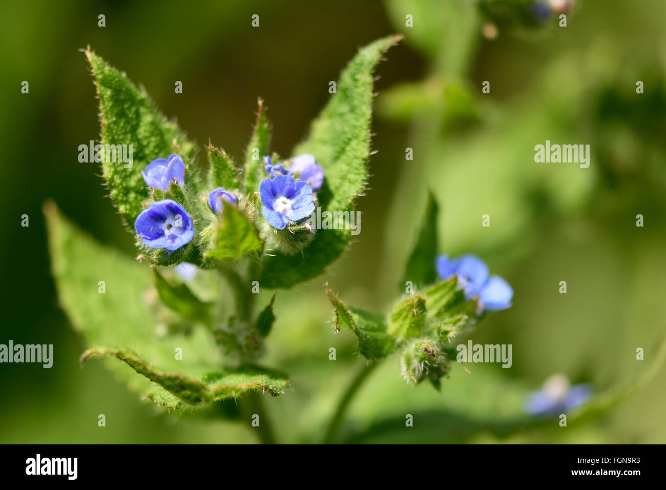 Bugloss (Ochsenzungen Arvensis). Blaue Blumen auf einer grob behaart Pflanze in Blüte, in der Familie Boraginaceae Stockfoto