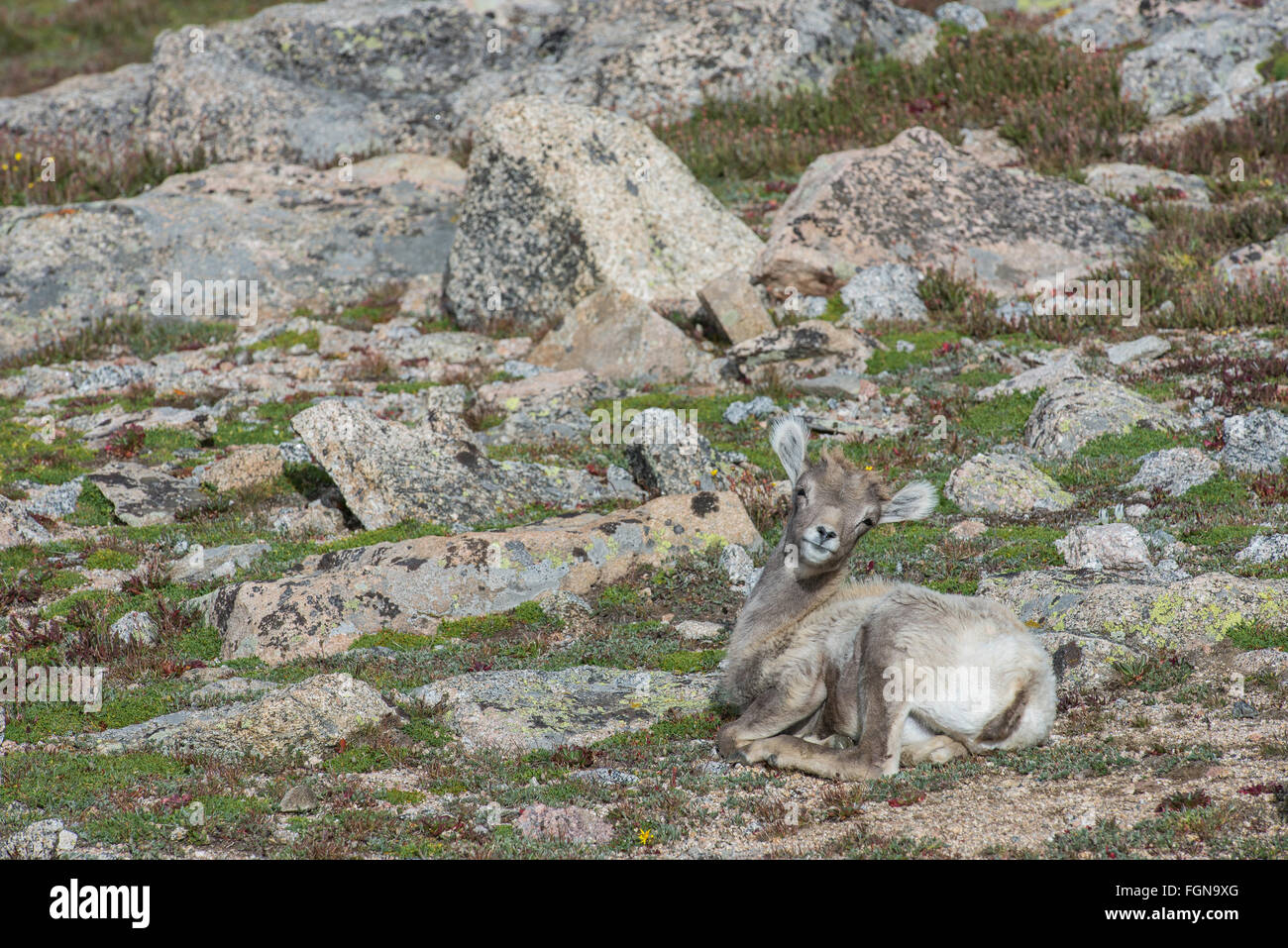 Bighorn Schafe (Ovis Canadensis) Lamm ruht, Mount Evans Wilderness Area, Rocky Mountains, Colorado USA Stockfoto