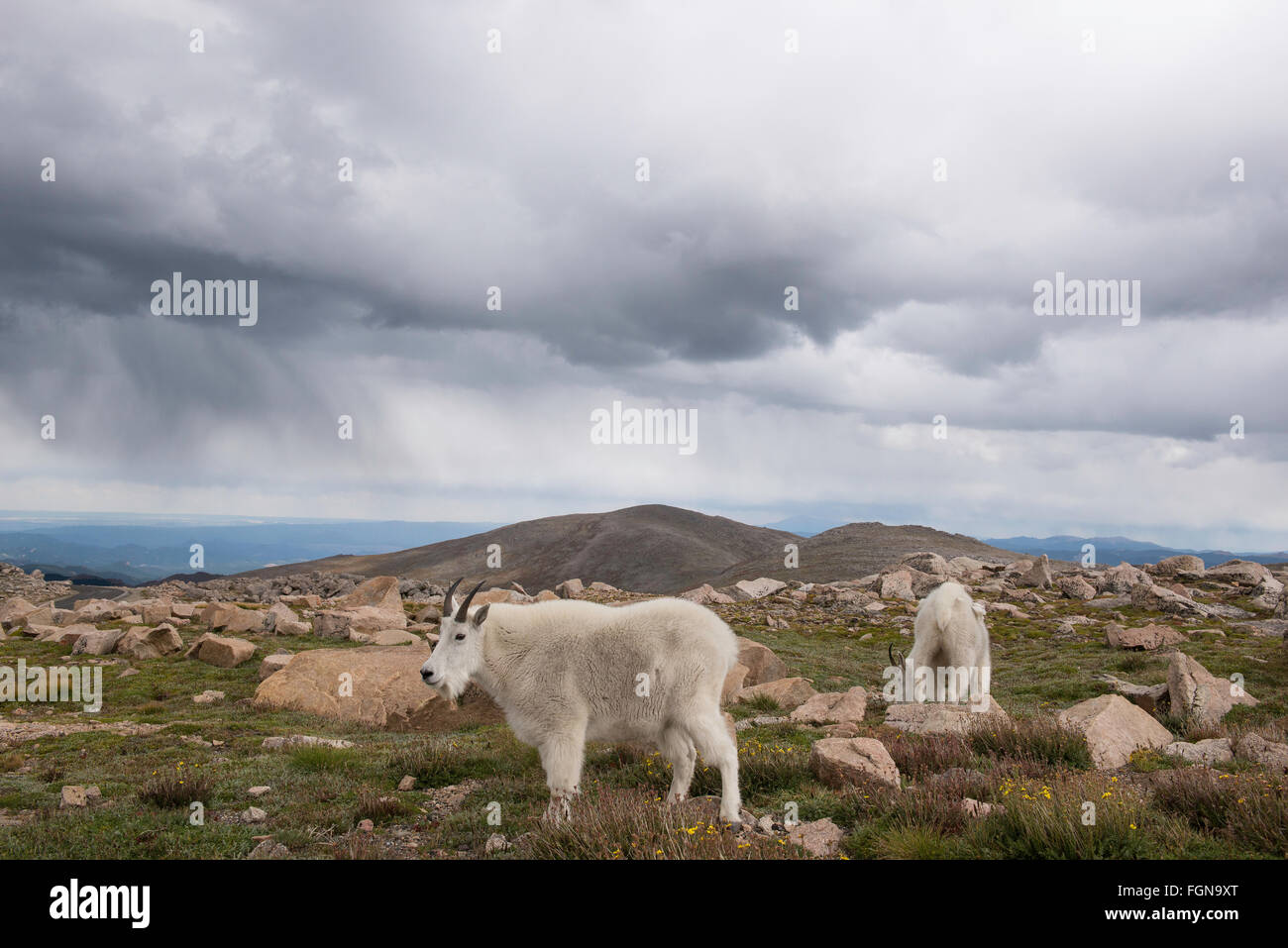Bergziege (Oreamnos Americanus), Erwachsene am Berg oben, alpinen Wiese, Rocky Mountains, Colorado USA Stockfoto