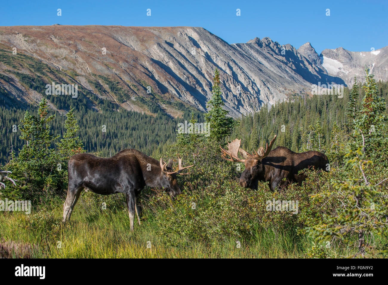 Stier (männlich) und Kuh (weiblich) Moose Surfen Vegetation, Indian Peaks Wilderness Area, Rocky Mountains, Colorado, USA Stockfoto