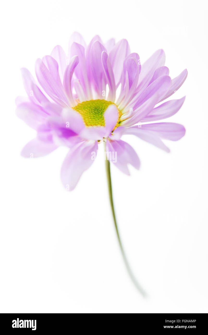 Daisy Flower rosa gelben Margeriten blühen Blume Blumen, Isolated on White Stockfoto