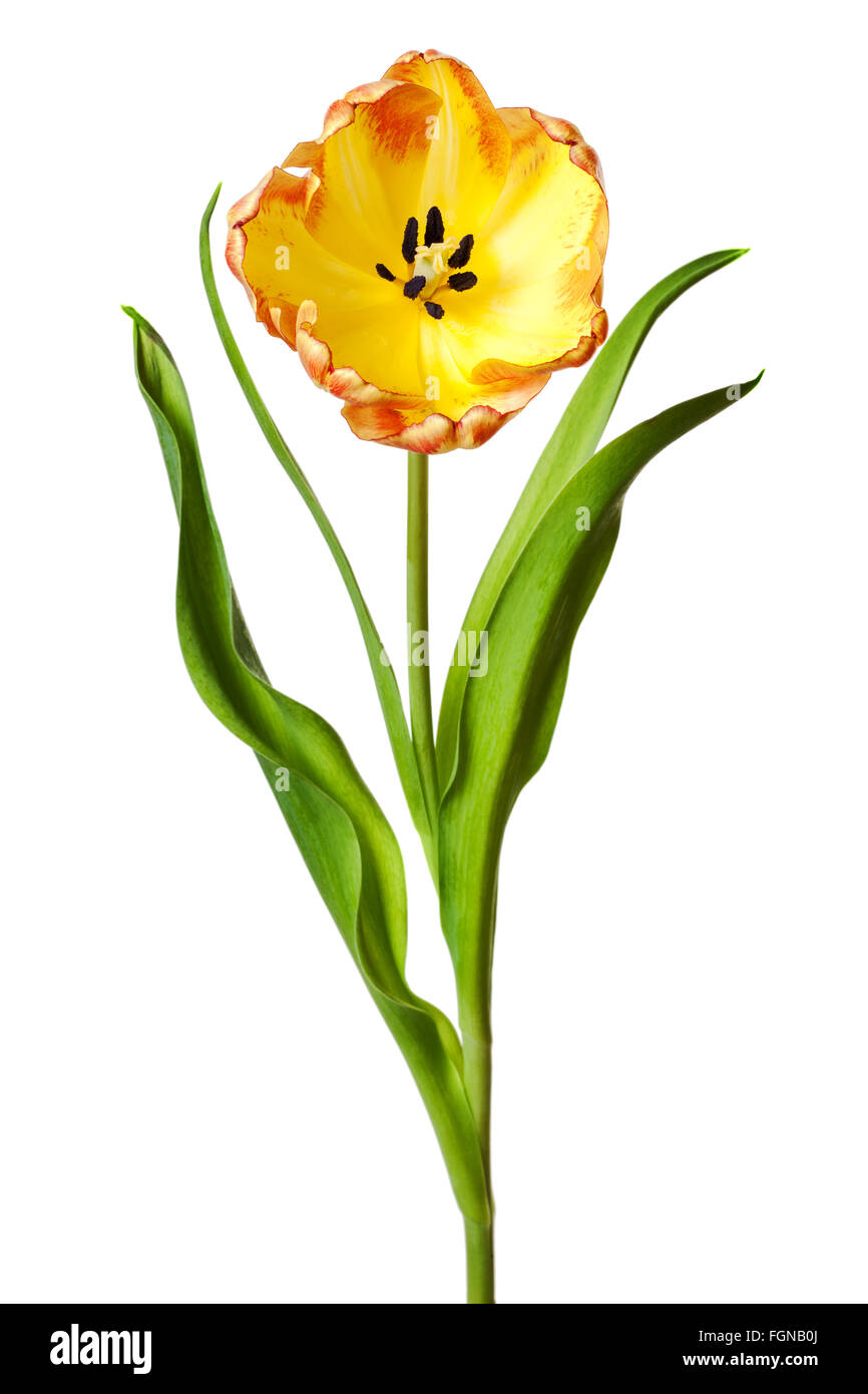 Tulpe Blume gelb rot Orange Tulpen Blumen auf weißem Hintergrund Stockfoto
