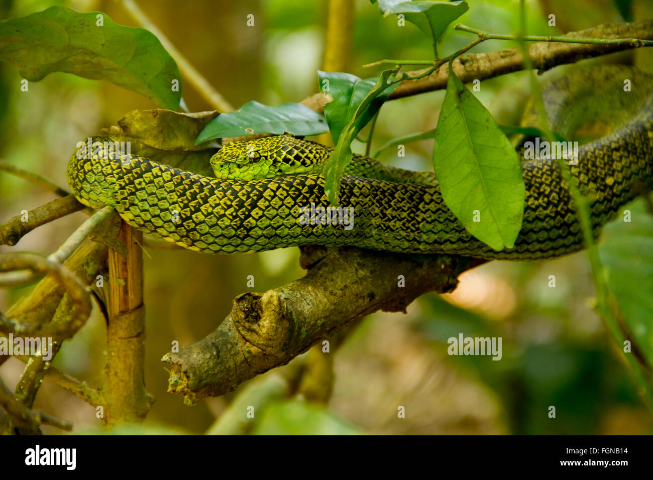Die Crotalinae, Grubenottern, Crotaline Schlangen oder Grube Kreuzottern, umgangsprachlich sind eine Unterfamilie der giftigen Schlangen Stockfoto