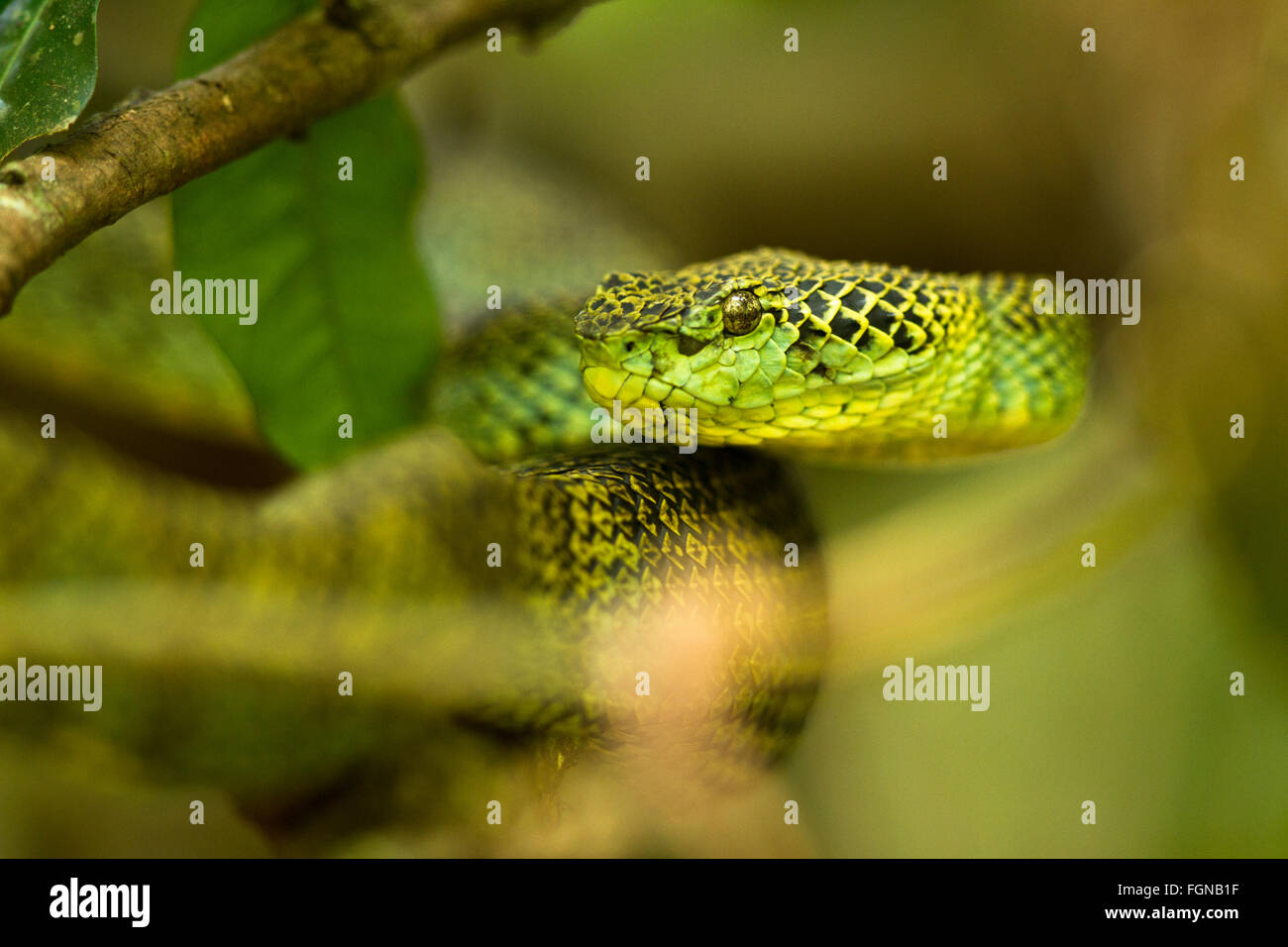 Die Crotalinae, Grubenottern, Crotaline Schlangen oder Grube Kreuzottern, umgangsprachlich sind eine Unterfamilie der giftigen Schlangen Stockfoto