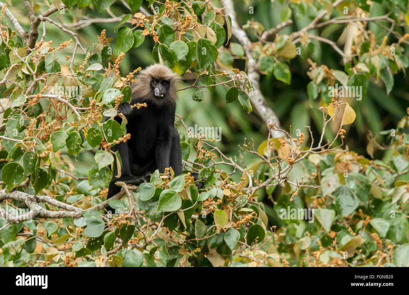 Die Languren Nilgiri hat eine glänzende, dunkle braune Jacke und lange, Dicke goldene an braunen Fell auf dem Kopf. Stockfoto