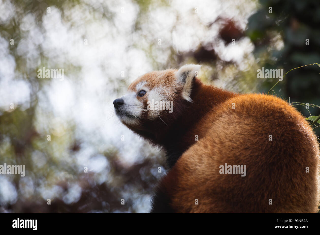 Cute Red Panda (Ailurus Fulgens) Blick auf etwas Stockfoto