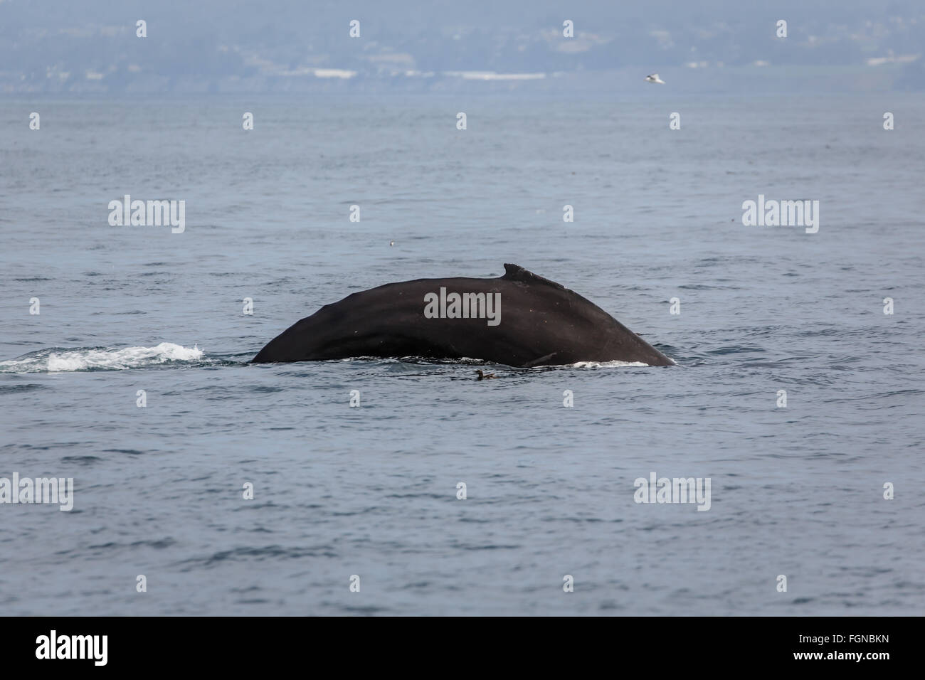 Gekrümmten Rücken der Buckelwale, Megaptera novaeangliae, Surfacing im Ozean Stockfoto