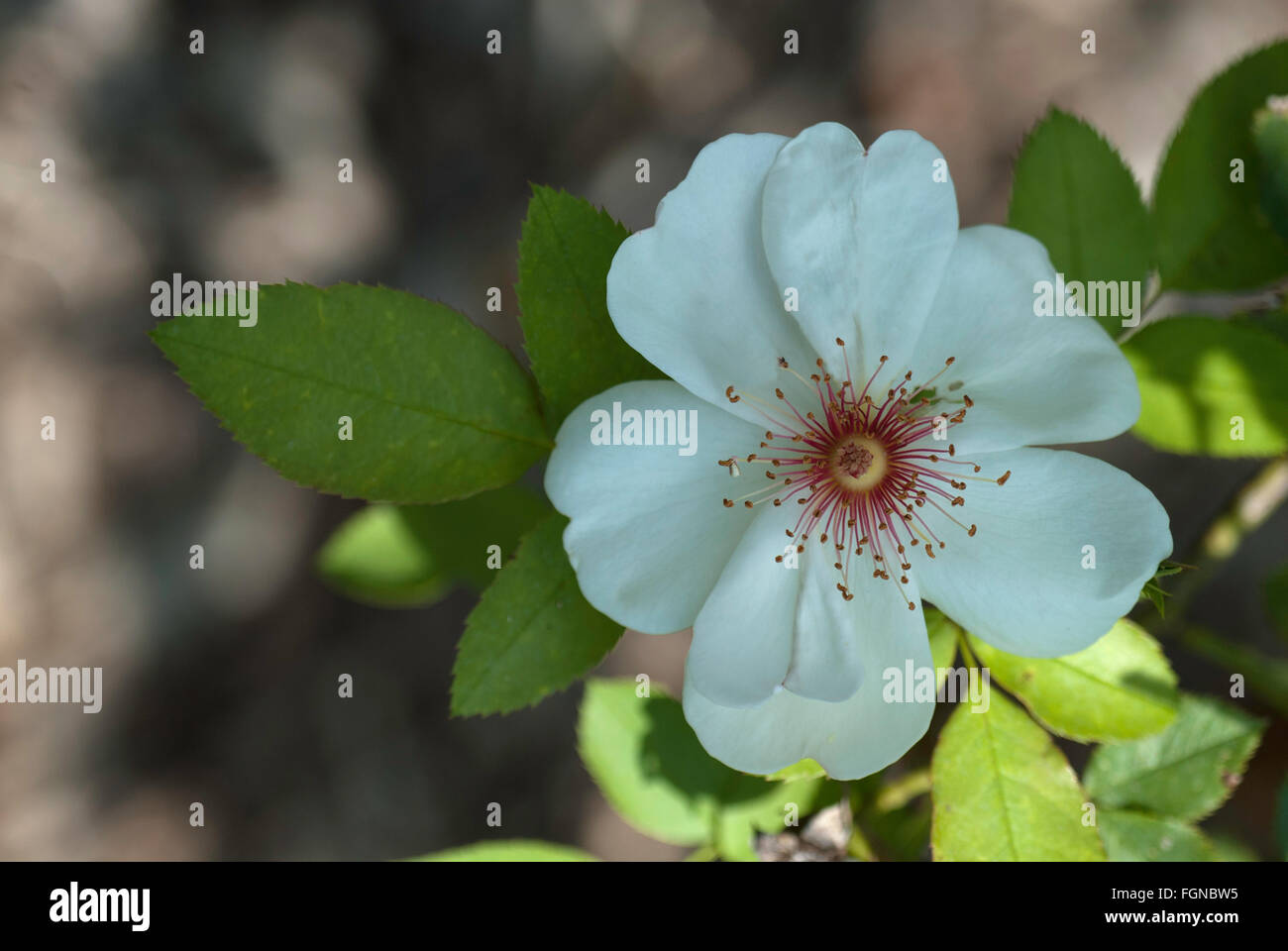 Rosa JACQUELINE DU PRE, rose Stockfotografie Alamy