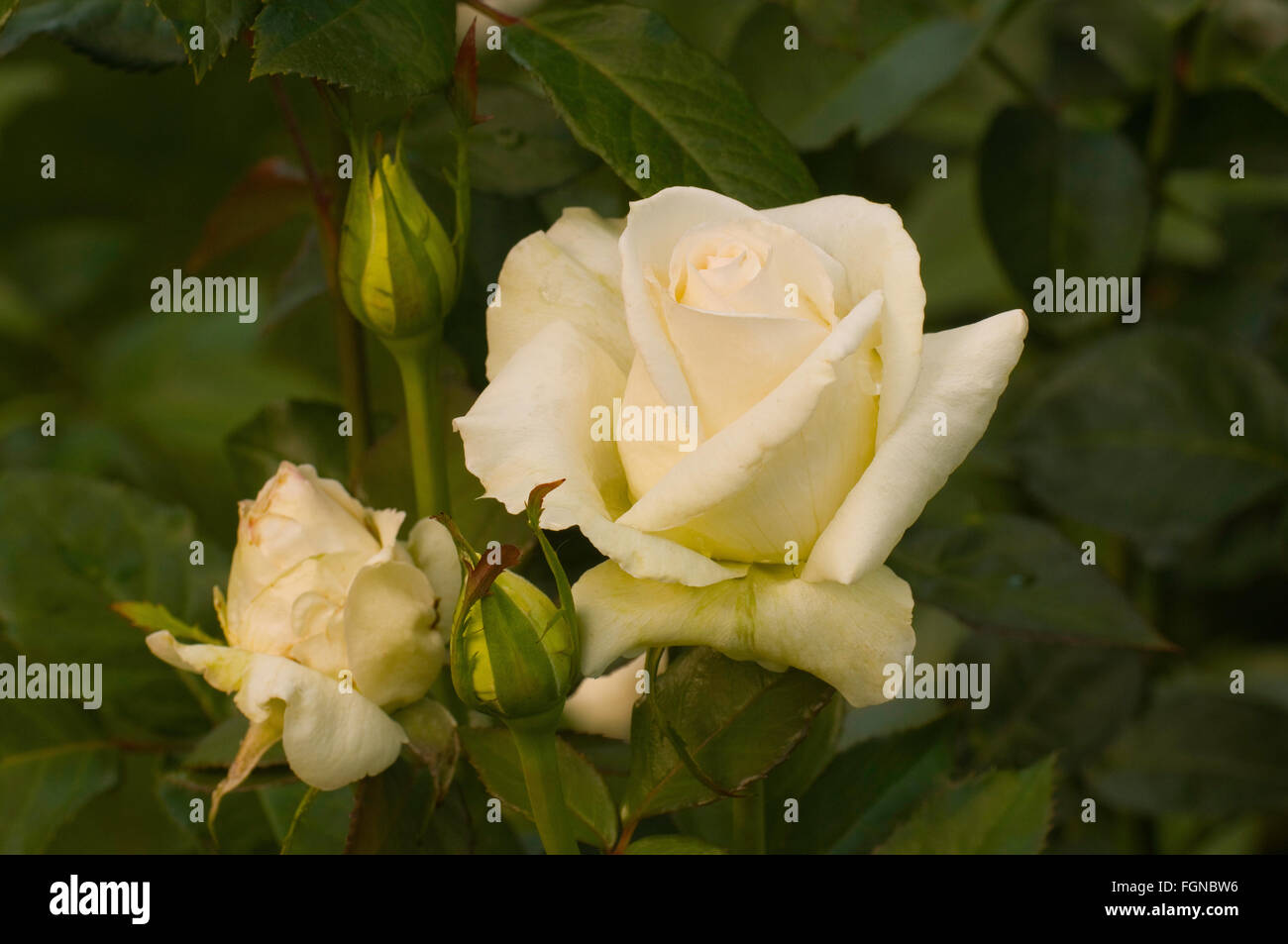 Rosa, KAREN BLIXEN, stieg Stockfoto