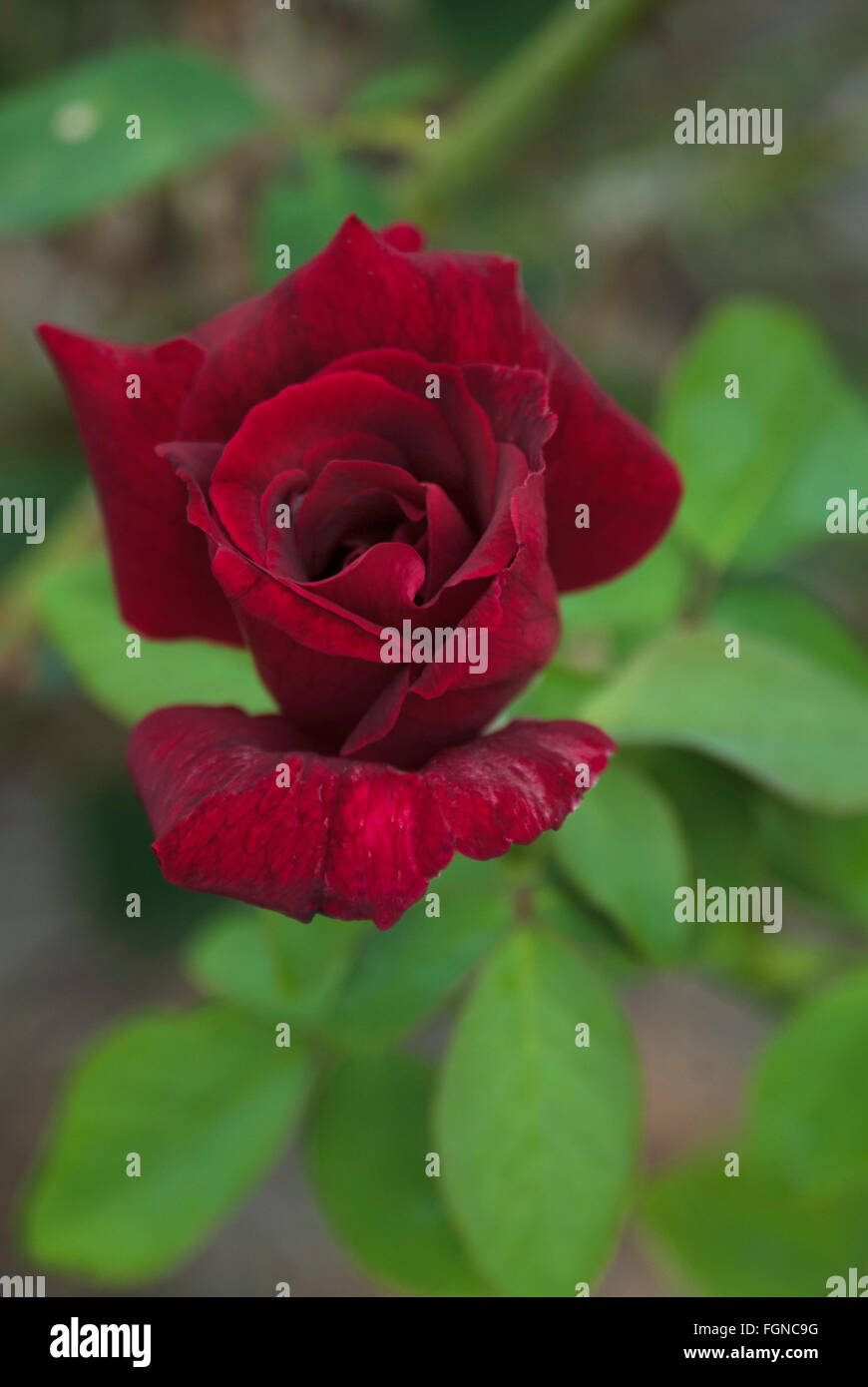 Rose, Rosa PAPA MEILLAND, Teehybride, Stockfoto