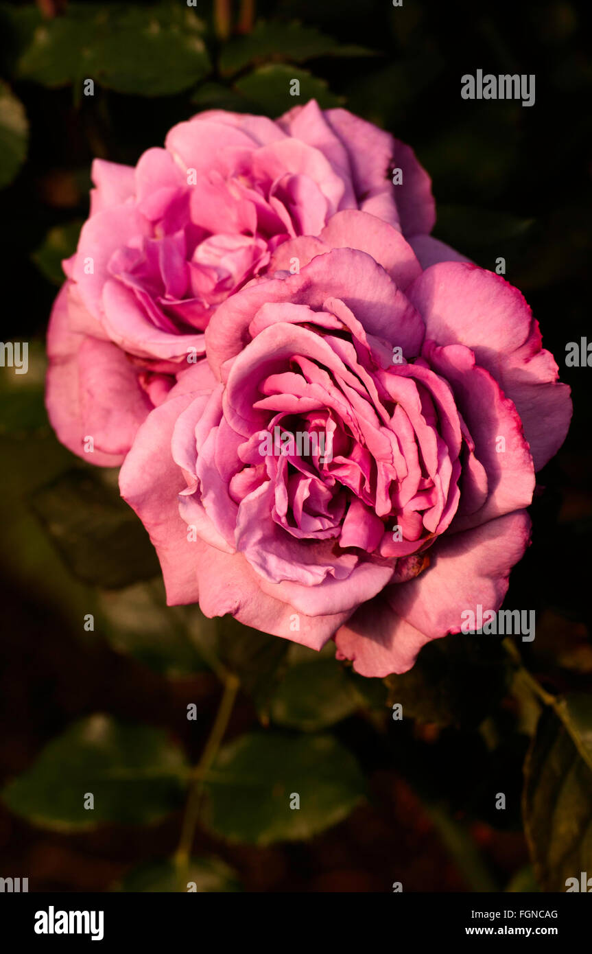 Rose, Rosa ROYAL AMETHYST, lila, lila Mischung, Teehybride Stockfoto