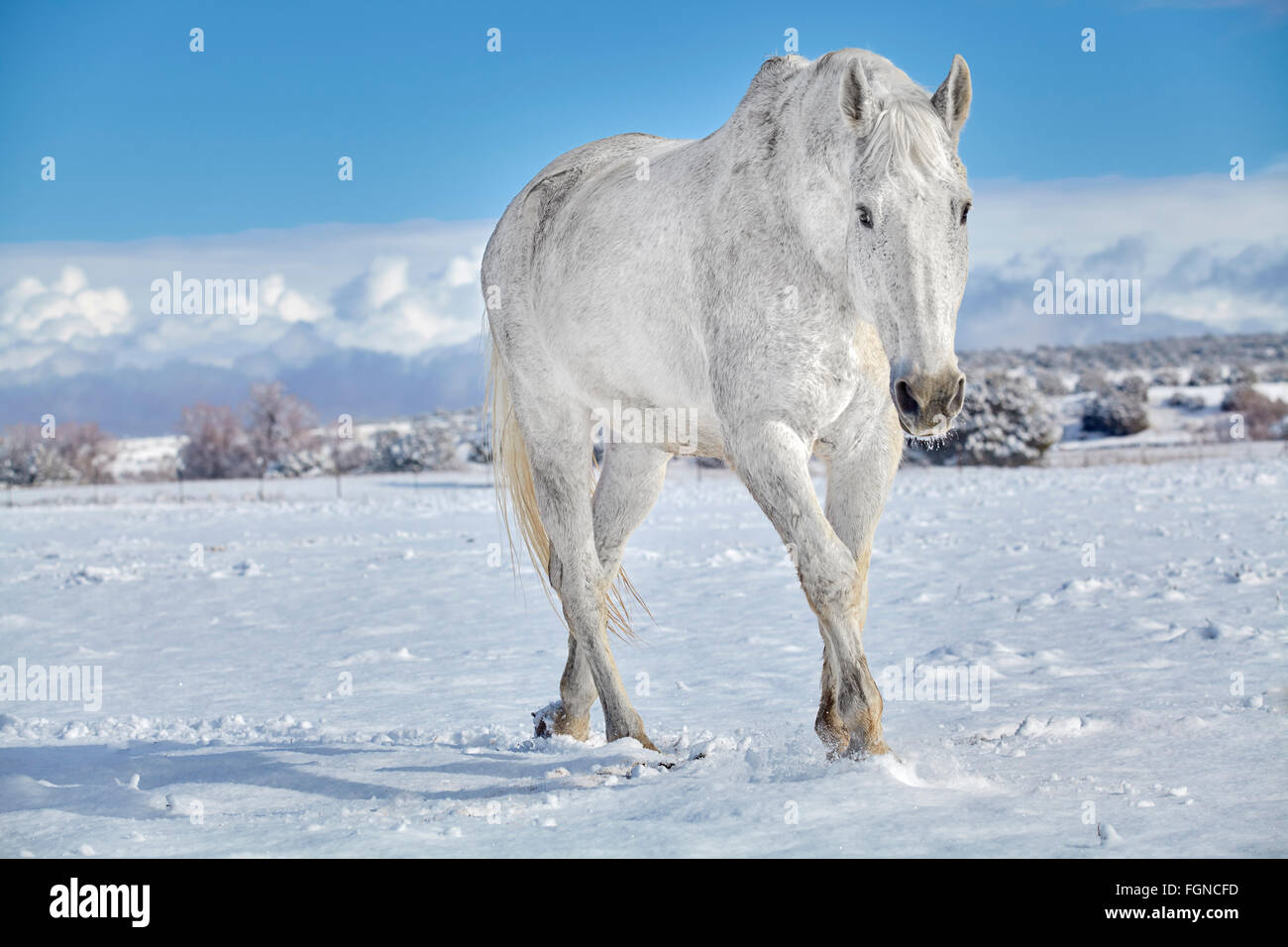 Weißes Pferd Wandern im Schnee bedeckten Boden Stockfoto