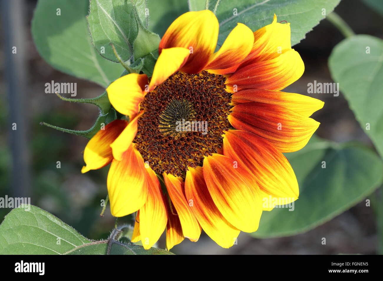 Helianthus Annuus oder bekannt als Golden Prominenz F1 Sonnenblume Stockfoto