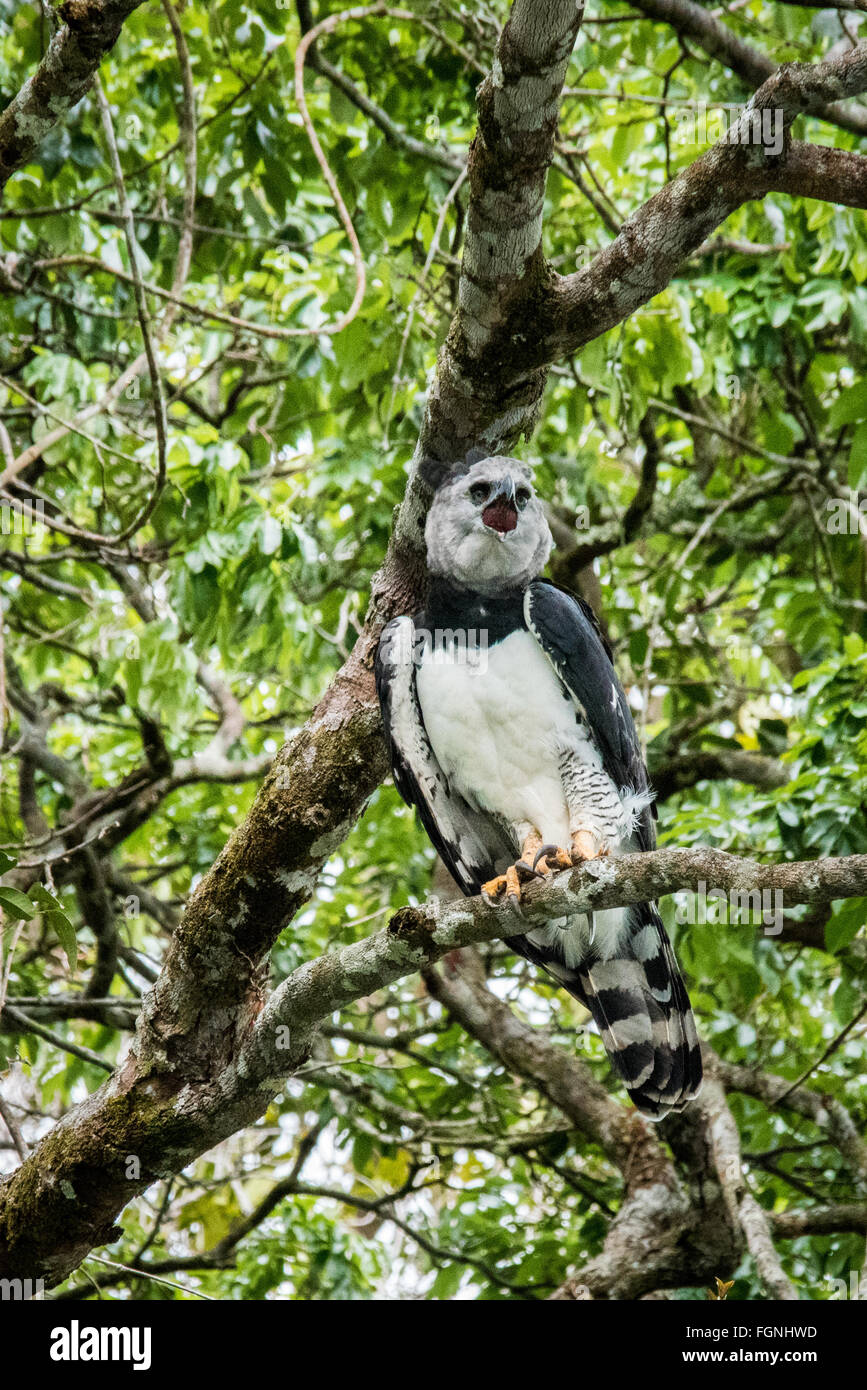 Harpyie (Harpia harpyja) in einem Baum gehockt Stockfoto