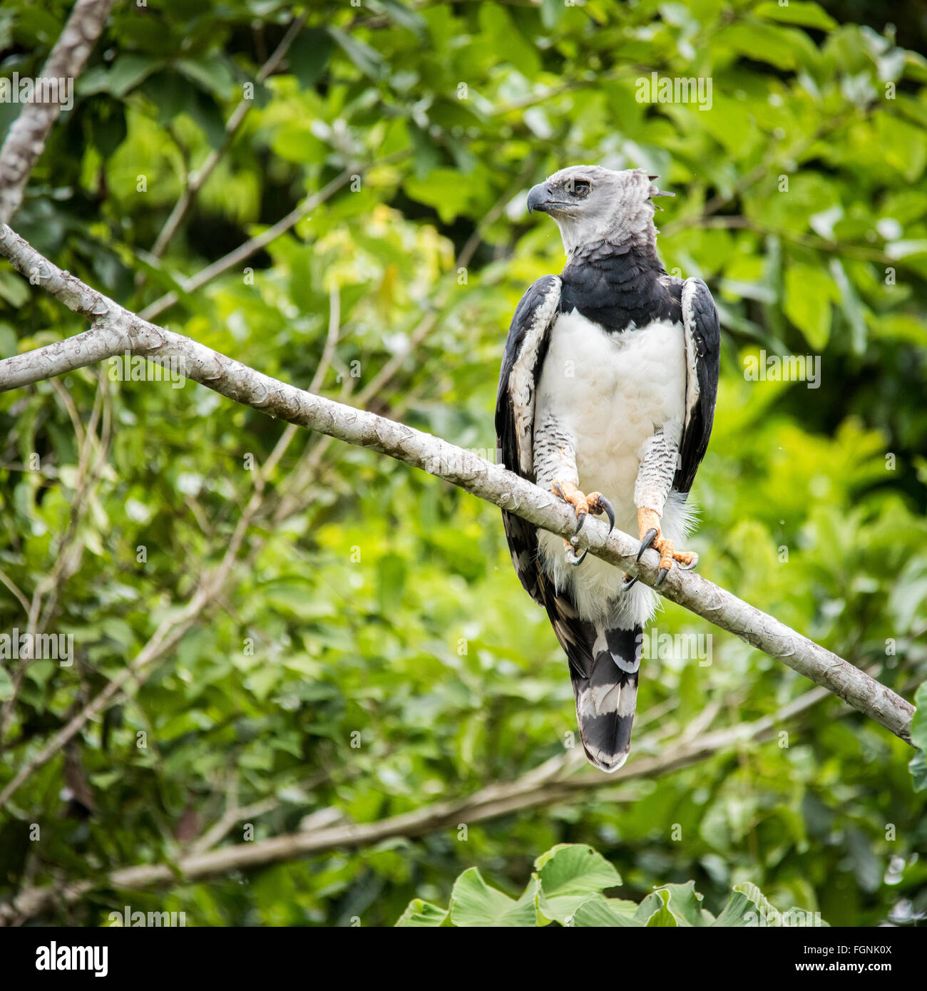 Harpy eagle Fotos und Bildmaterial in hoher Auflösung Alamy