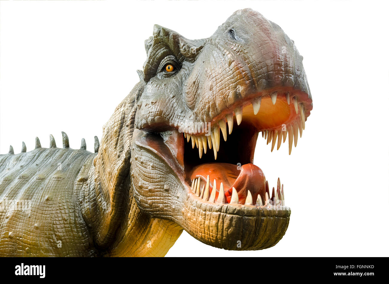 Aggressive T Rex Dinosaurier auf weißem Hintergrund. Stockfoto
