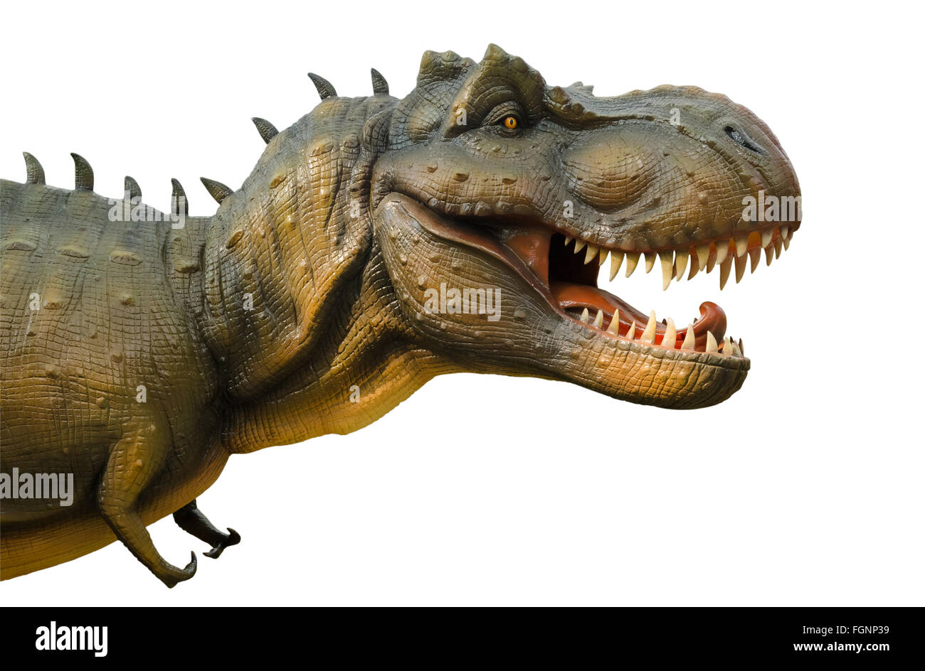 Aggressive T Rex Dinosaurier auf weißem Hintergrund. Stockfoto