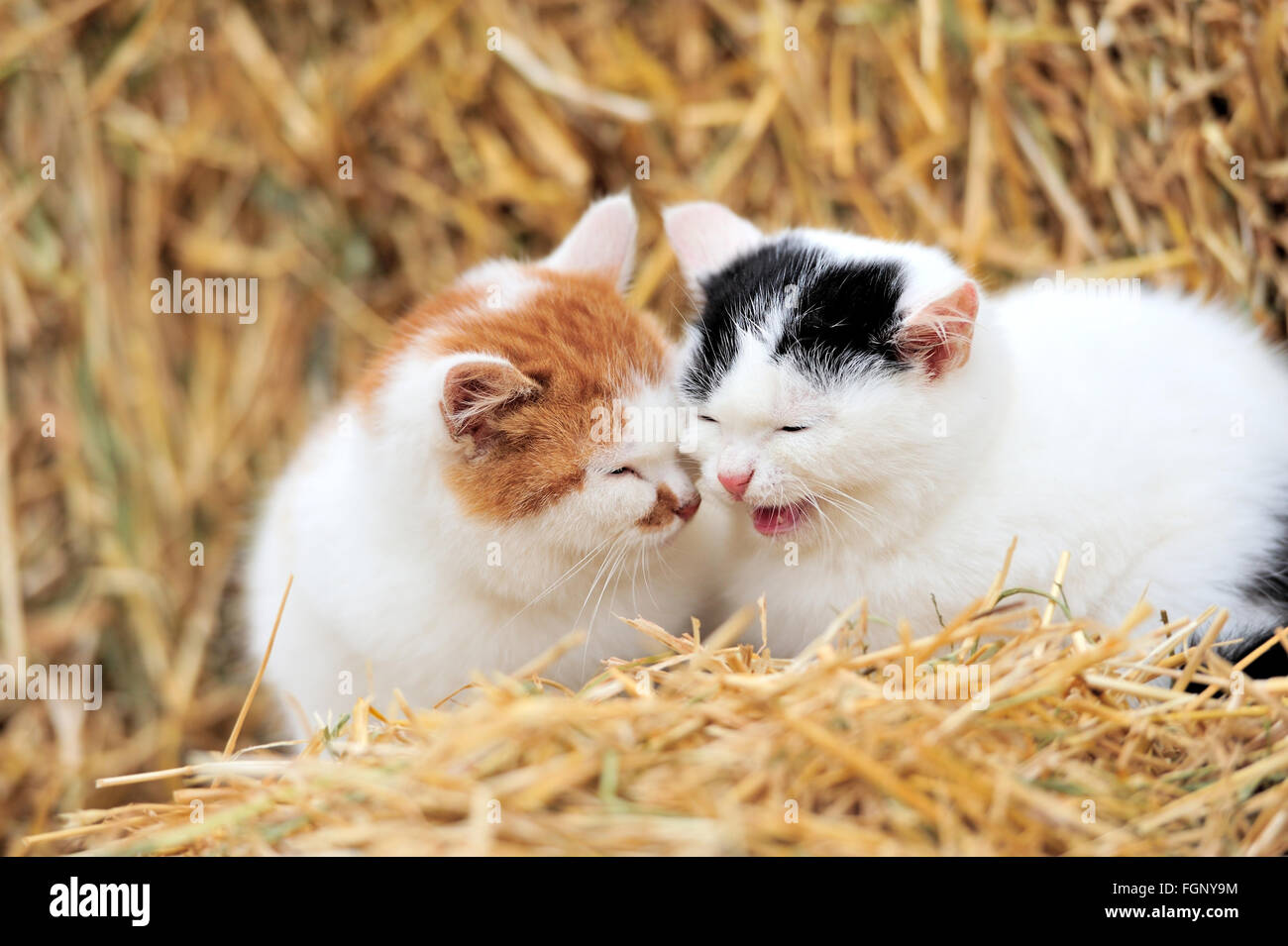 Katze auf einem Strohhalm Stockfoto