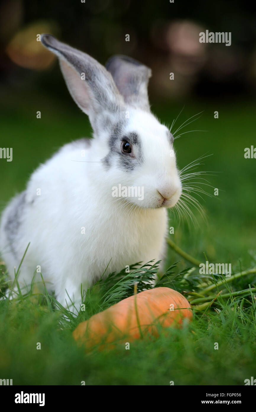 Baby Kaninchen Gras. Sommertag Stockfoto