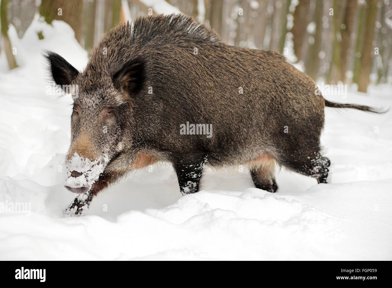 Wildschwein im winter Fotos und Bildmaterial