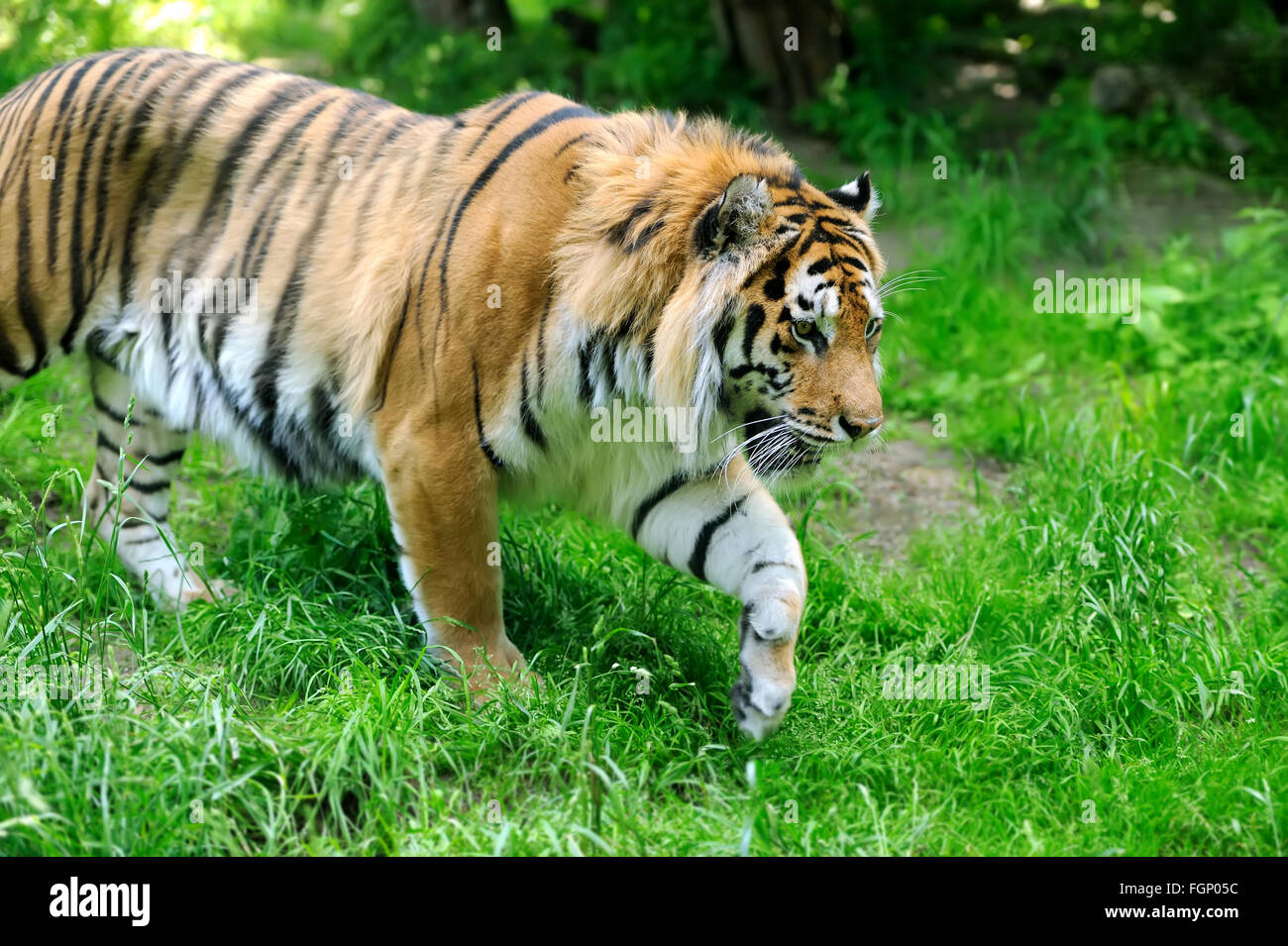 Amur-Tiger auf einer Wiese im Sommertag Stockfoto