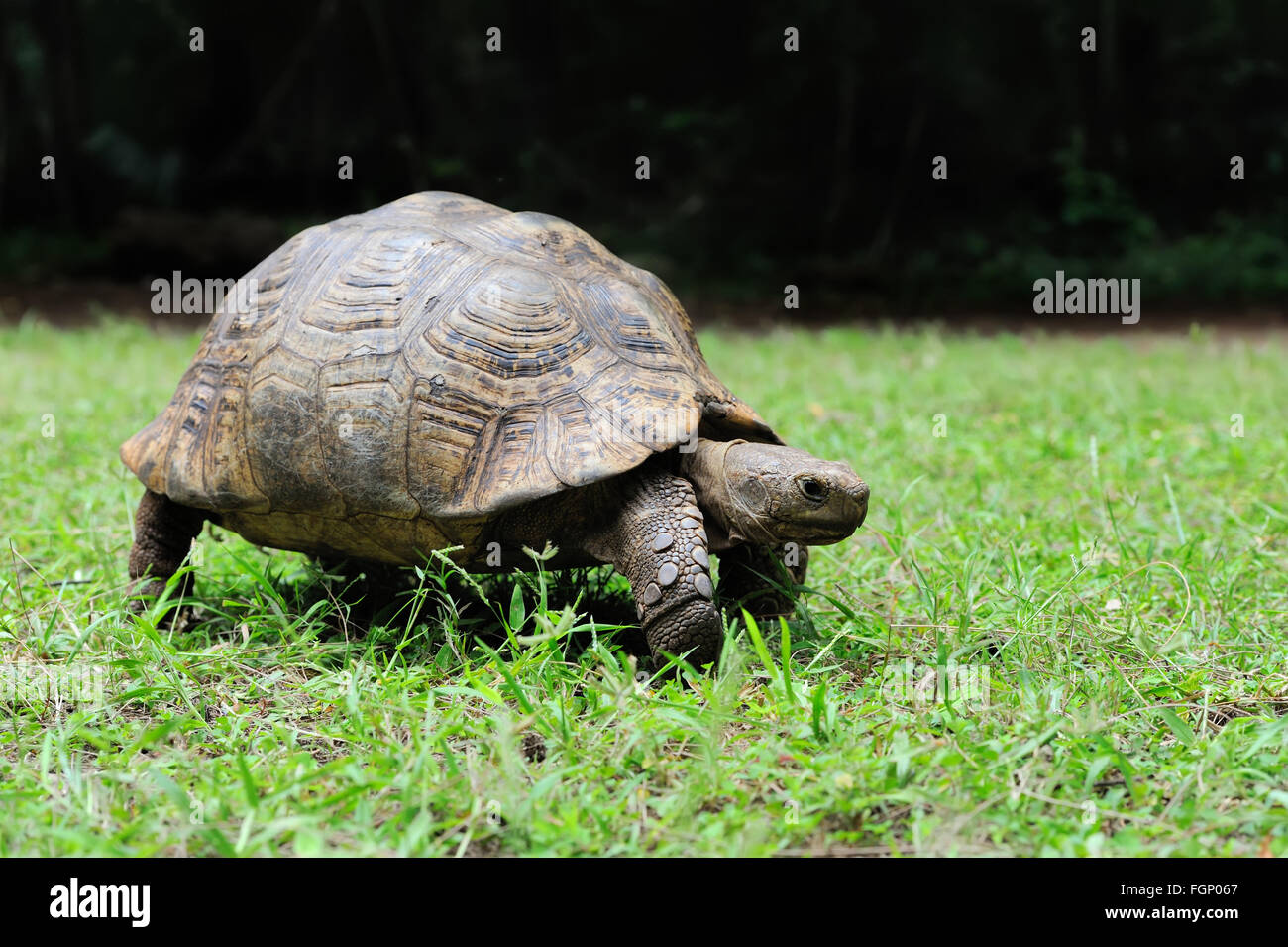 Afrikaner trieb Schildkröte (Geochelone Sulcata) in der Wiese Stockfoto