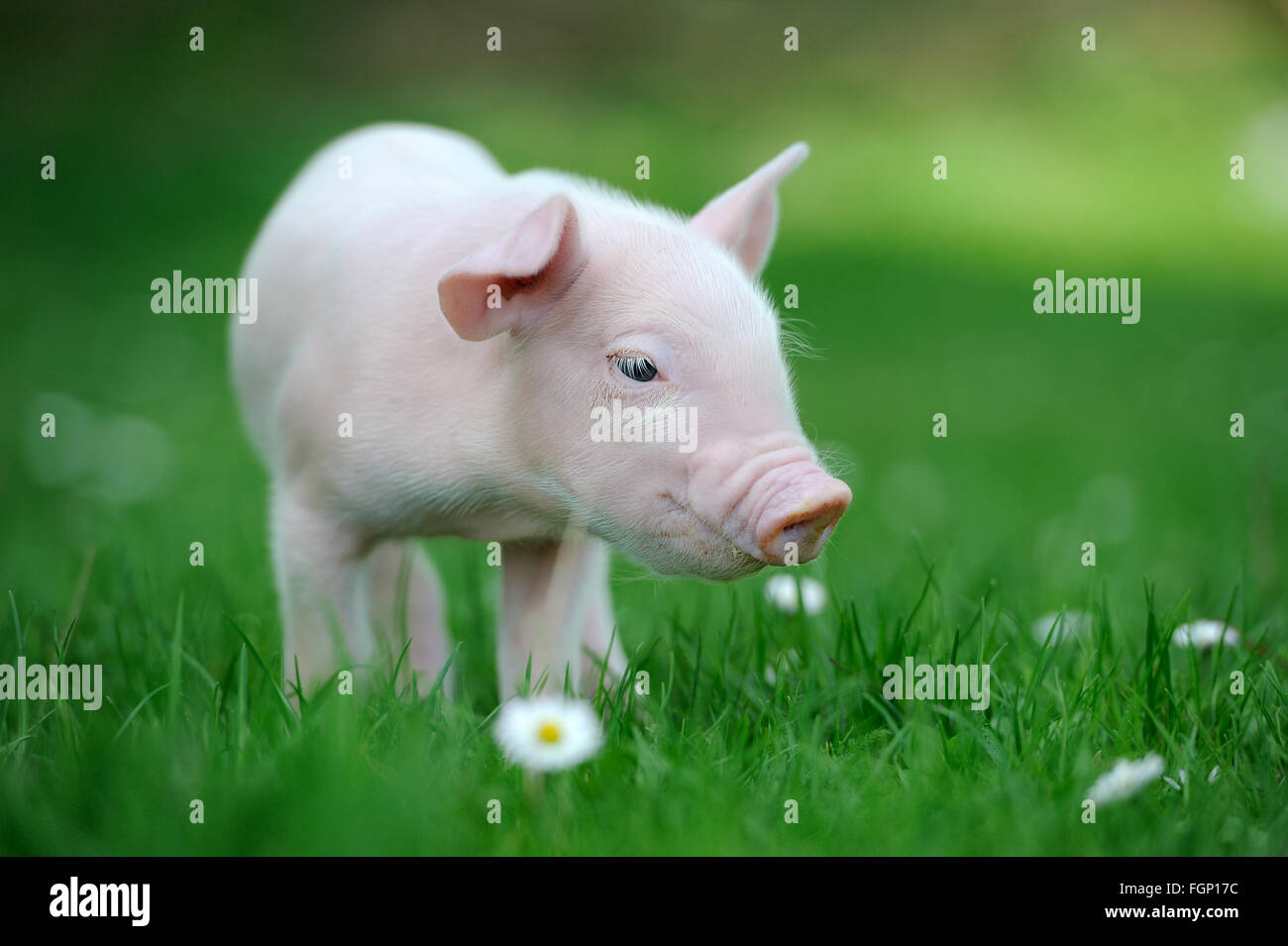 Ferkel auf Frühlingsgrün Rasen auf einem Bauernhof Stockfoto