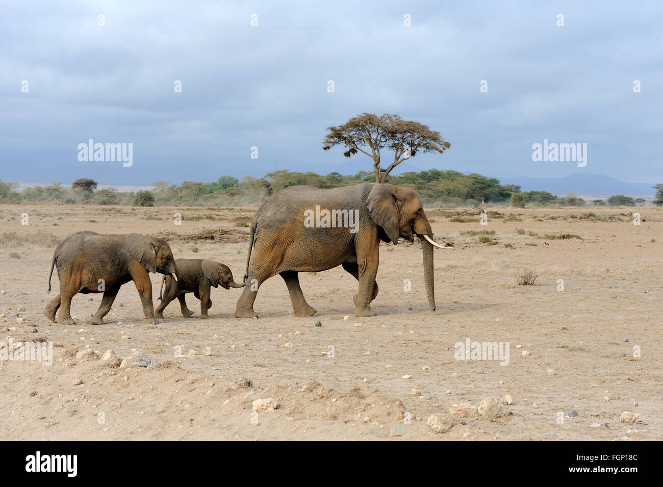 Im Nationalpark von Kenia, Afrika Elefant Stockfoto