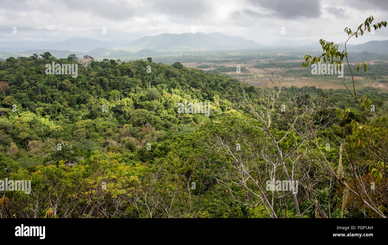 Dschungel Ansichten, Surama, Guyana, Südamerika Stockfoto