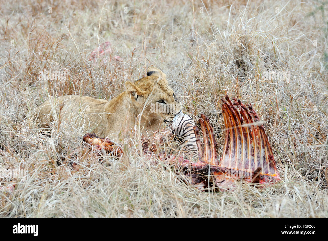 In der Nähe von Lion im Nationalpark von Kenia, Afrika Stockfoto